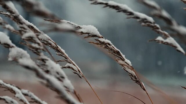Close up of snow resting on wild grass in winter