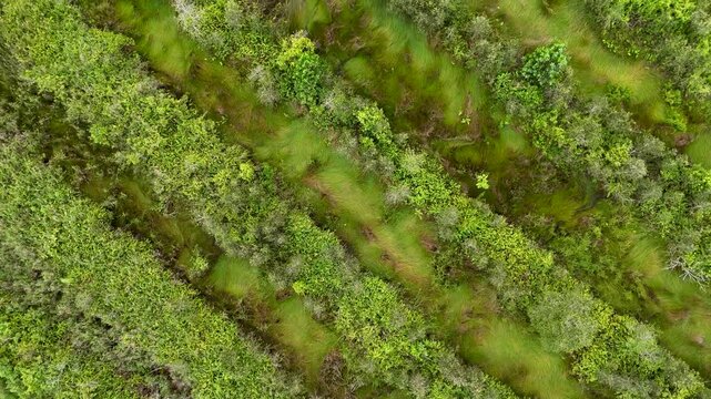 Aerial view of peatlands