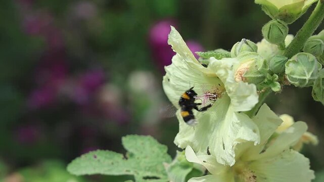 Bumblebee flying away from a hollyhock flower in slow motion
