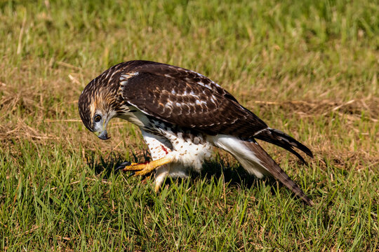 juvenile red tailed hawk trapping its prey