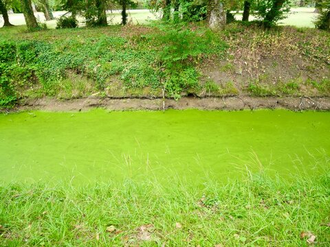 Canal d'eau recouvert de lentilles d'eau vertes en pleine nature