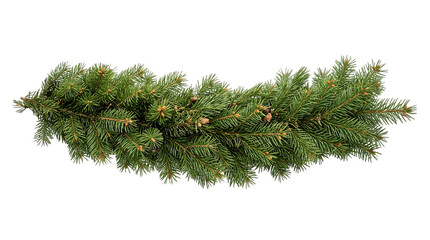 Fototapeta premium Festive christmas garland made of natural green pine branches isolated on a black background for holiday decoration