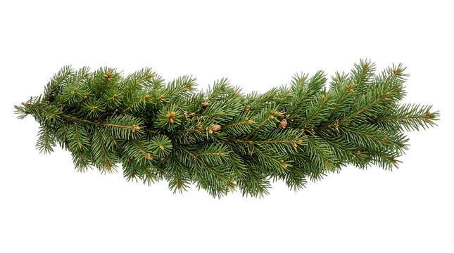 Festive christmas garland made of natural green pine branches isolated on a black background for holiday decoration