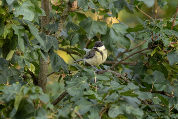 Mésange charbonnière © Laurent