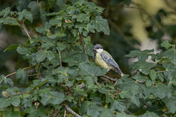 Mésange charbonnière © Laurent