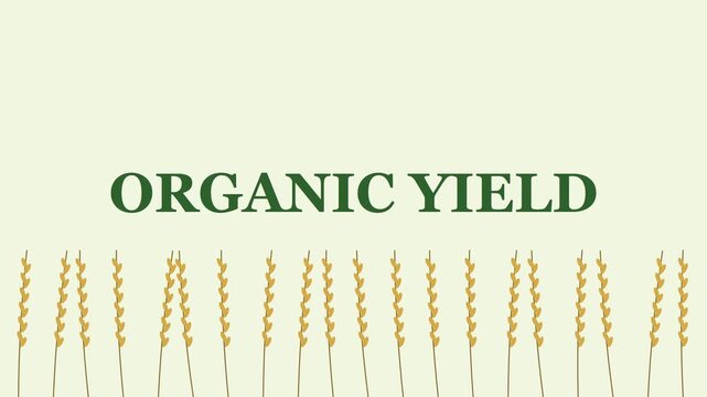 Organic yield concept with wheat stalks animation for sustainable agriculture and healthy food industry presentations 4k