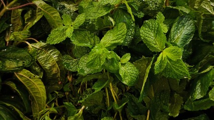 Fresh organic mint leaf at supermarket background © msalbarid
