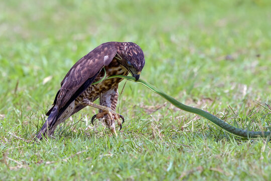 a crested kestrel is fighting against a snake that is its prey