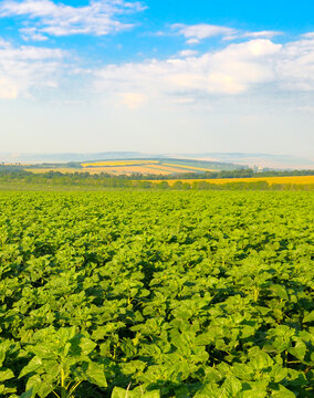 Scenic view of young green sunflower field under blue sky. Lush green agricultural field with rolling hills and bright sky.