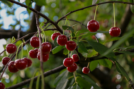 Branches of a cherry tree are abundantly covered with ripe red berries against a clear blue sky. A juicy harvest of fresh cherries matures under bright summer sunlight.