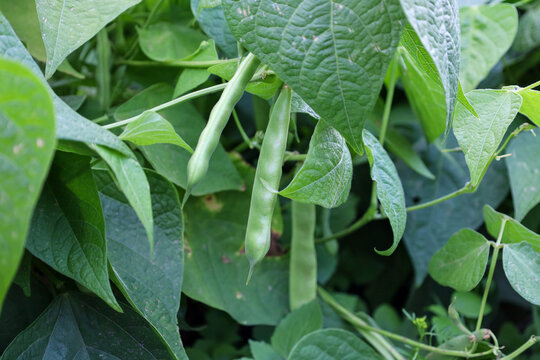 Green green bean pods growing among lush green leaves on a plant in a vegetable garden. This macro photography captures the freshness and natural texture of the vegetables on the garden bed.