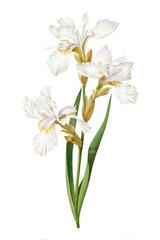 Fototapeta premium Elegant white iris illustration.