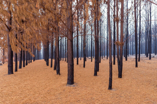 Pine Forest After The Fire