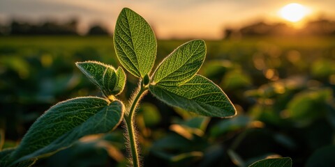 Obraz premium Young soybean plant growing in a fertile field during golden hour sunset. Ideal for agricultural.