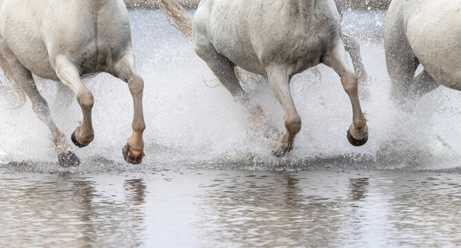 Galloping Horses Through Water
