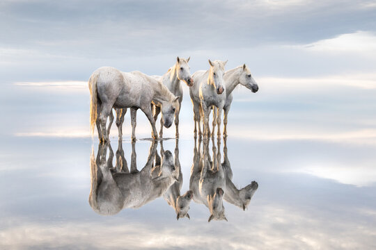 Four Horses Standing in still water