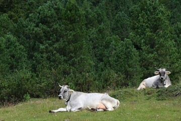 Obraz premium Two alpine cows resting on a mountain meadow surrounded by evergreen forest in the Italian Alps