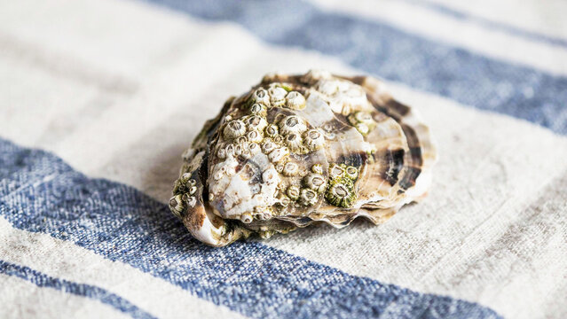 Close up photograph of a textured sea shell with barnacles on a blue and white striped fabric background