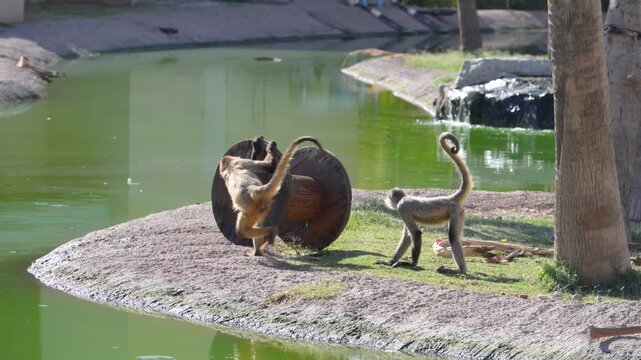 Spider monkeys, probably belonging to the genus Ateles, characterized by a slender body and a long prehensile tail.