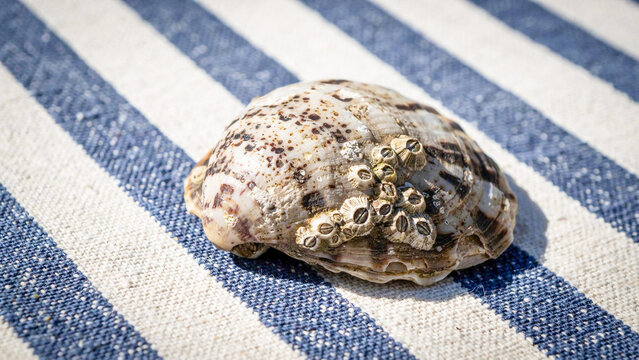 Close-up of a naturally textured speckled seashell resting on a blue and white striped beach towel during summer