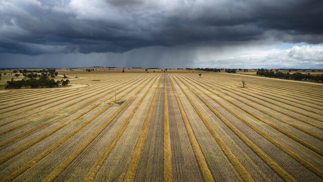 Heavy rain falling from dark clouds over dry harvested farmland