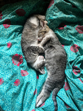 Two cute kittens sleeping on a emerald turquoise duvet