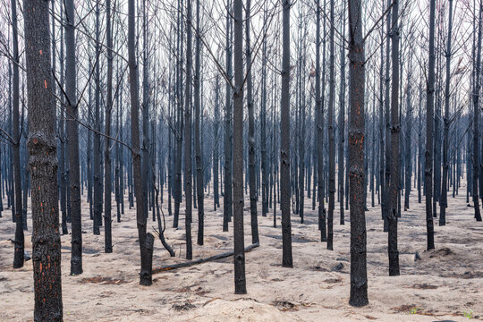 Pine Forest After The Fire