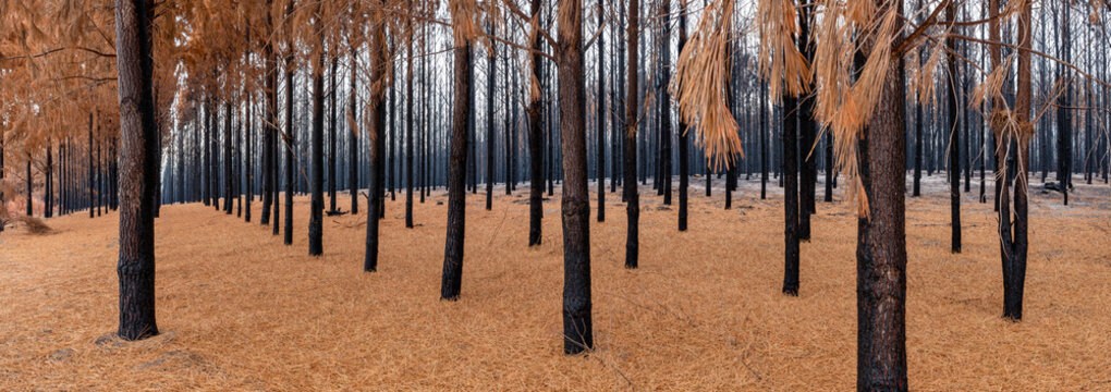 Pine Forest After The Fire