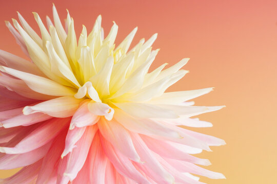 Pink and yellow flower closeup