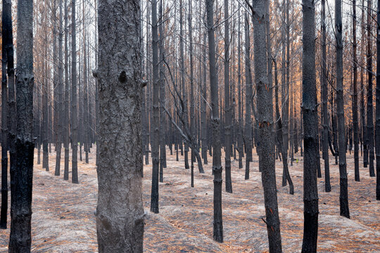 Pine Forest After The Fire