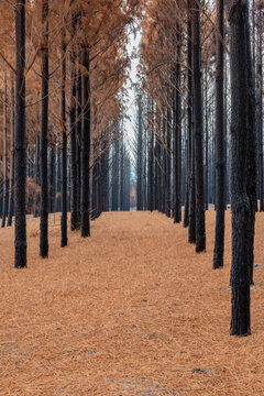 Pine Forest After The Fire