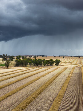 Heavy rain falling from dark clouds over dry harvested farmland