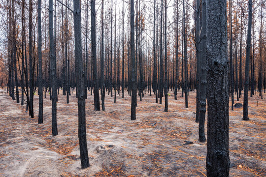 Pine Forest After The Fire