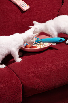 Curious Kittens Snacking