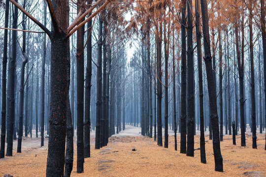 Pine Forest After The Fire