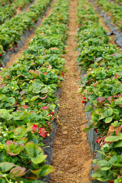 Rows of strawberries