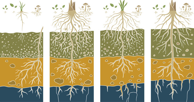 Plant Root System and Soil Layers Cross Section Diagram Set for Botanical and Geological Studies