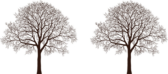 Two dark brown bare winter trees silhouetted against  bare tree brown tree © MD MOZAMMEL HAQUE