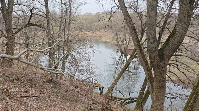 There are large trees and boulders on the high bank above the river. The river has high water and reflections on the water. Last year's dead grass is on the banks. Cloudy spring weather