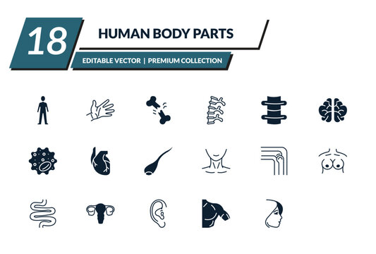 filled human body parts icons set - standing human body, hand showing palm, broken bone, human spine. editable vector for web and mobile ui