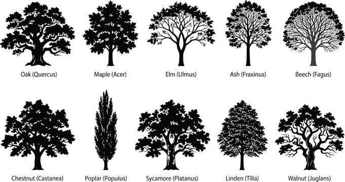 Botanical tree silhouettes illustrate ten common species including their Latin names arranged in a structured grid for educational.