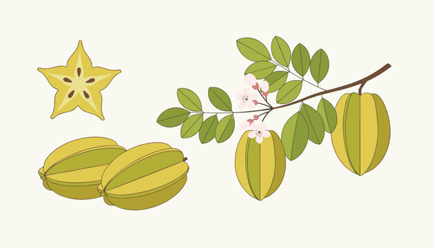 Starfruit botanical illustration with whole carambola fruits, star slice, and green leaves on flowering branch.