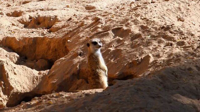 Meerkats (Suricata suricatta) are small mammals belonging to the mongoose family, Herpestidae, native to southern Africa.