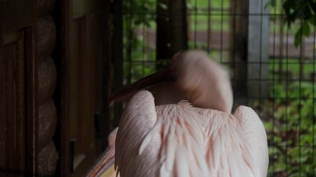 Close-up video footage of a great white pelican grooming its feathers inside a zoo aviary. The elegant bird performs natural preening behaviour while resting in a calm environment with soft daylight.