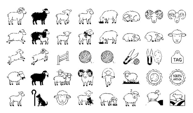 Farm sheep family vector collection with ram ewe lamb and livestock icons