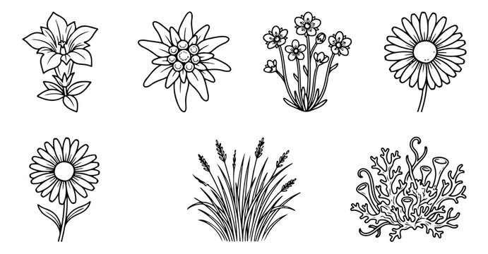 Minimalist alpine flower line art icons, botanical wildflower vector set, black and white edelweiss and daisy sketches, mountain flora illustrations