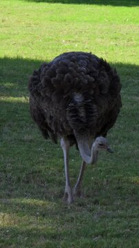The common ostrich (Struthio camelus), the largest extant species of bird.
