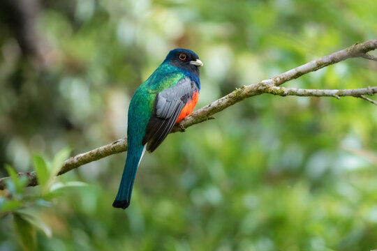 Male Surucua Trogon (Trogon surrucura) perched on a branch in the humid Atlantic Forest, Brazil.
