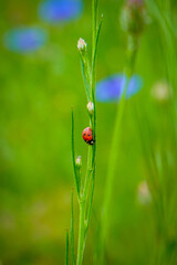 ladybug on grass © Klaudia