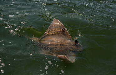 Large Bullnose Ray Breaking Water Surface While Hooked on Fishing Line © Chris